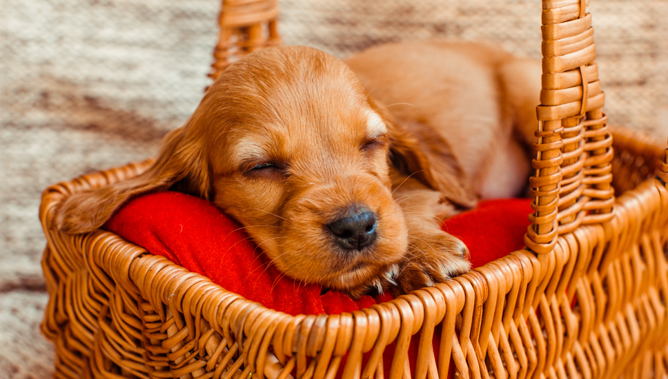 Yavru Köpek Eğitimi